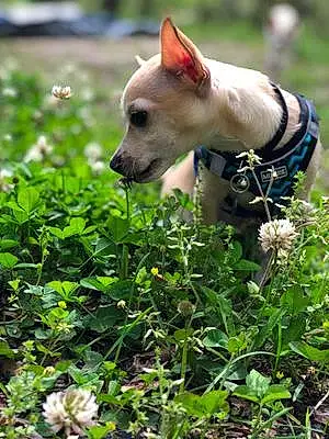 Name Chihuahua Dog Bodhi