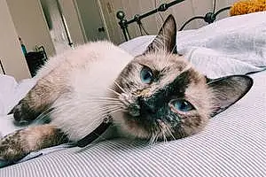 Name Siamese Cat Anastasia