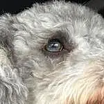 Dog, Dog breed, Carnivore, Companion dog, Working Animal, Whiskers, Toy Dog, Water Dog, Snout, Terrier, Close-up, Terrestrial Animal, Canidae, Small Terrier, Furry friends, Labradoodle, Maltepoo, Goldendoodle, Poodle Crossbreed