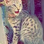 Cat, Carnivore, Felidae, Small To Medium-sized Cats, Whiskers, Paint, Snout, Art, Font, Furry friends, Illustration, Terrestrial Animal, Painting, Pattern, Domestic Short-haired Cat, Tail, Rectangle, Photo Caption, Magenta