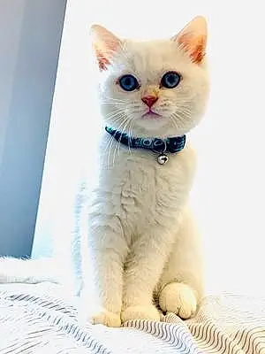 Name Scottish Fold Cat Brooklyn