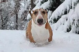 Bull Terrier Dog Cooper