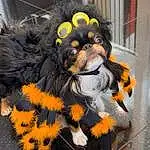 Dog breed, Carnivore, Orange, Dog, Companion dog, Headgear, Snout, Canidae, Toy Dog, Furry friends, Working Animal, Dog Supply, Terrestrial Animal, Felidae, Costume, Flower, Paw, Whiskers, Tail