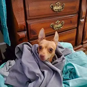 Name Chihuahua Dog Lilbit