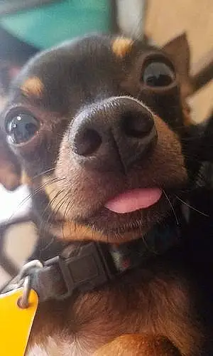 Name Chihuahua Dog Jesse