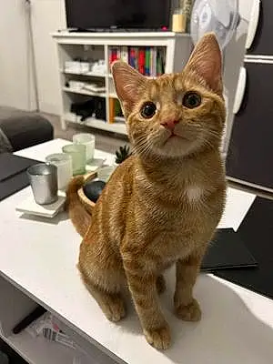 Name Cat Garfield