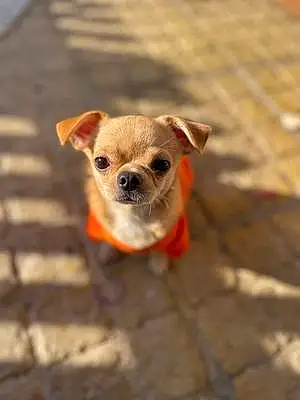 Name Chihuahua Dog Donald