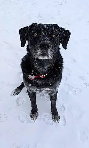 Name Labrador Retriever Dog Finnigan