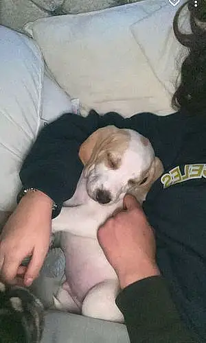 Beagle Dog Louis