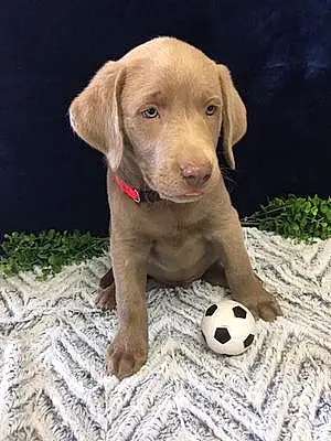 Name Labrador Retriever Dog Kodiak