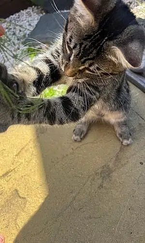 Name British Shorthair Cat Axl