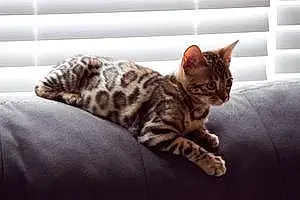 Name Bengal Cat Atticus