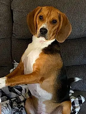 Beagle Dog Buddy