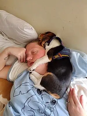 Beagle Dog Jethro