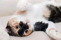 Chartreux Cat Bella