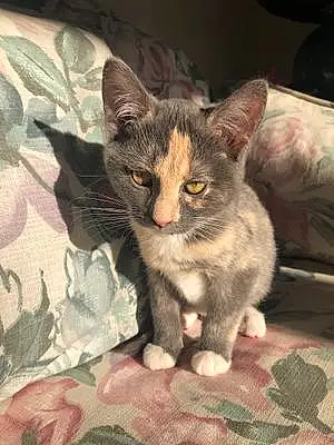 Name Cat Cleopatra