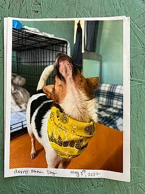 Name Chihuahua Dog Chiquita