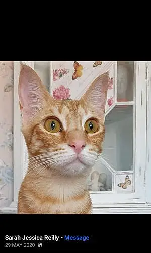 Name Egyptian Mau Cat Jade
