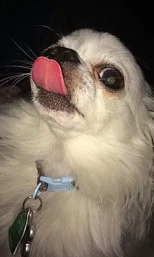 Name Chihuahua Dog Bently