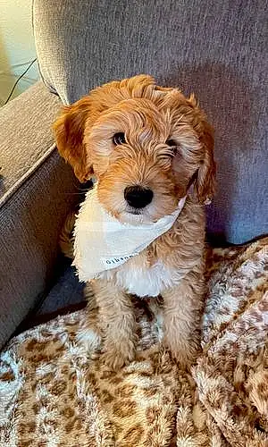 Name Goldendoodle Dog Gibson