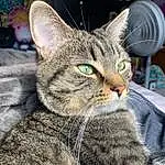 Cat, Eyes, Felidae, Carnivore, Small To Medium-sized Cats, Whiskers, Tree, Snout, Grass, Domestic Short-haired Cat, Furry friends, Sitting, Claw, Terrestrial Animal, Bobcat, Comfort, Paw, Nap, Lynx