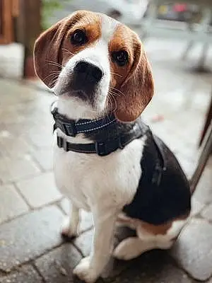 Beagle Dog Jeremy