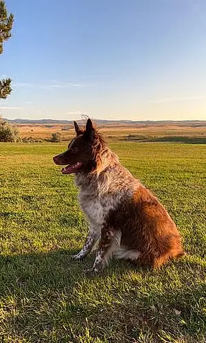 Name Australian Shepherd Dog Khloe