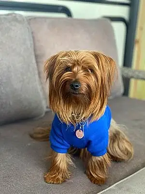 Name Yorkshire Terrier Dog Jersey