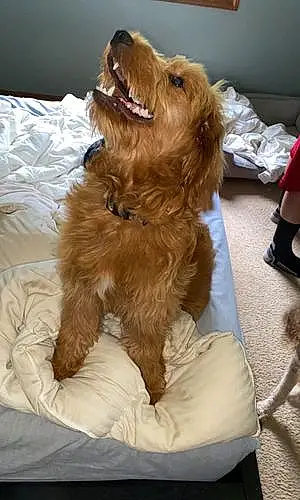 Name Goldendoodle Dog Lewis