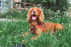 English Cocker Spaniel Dog Hunter