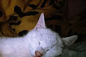 Turkish Angora Cat Berlioz