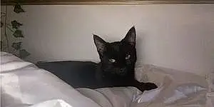 Bombay Cat Jasper