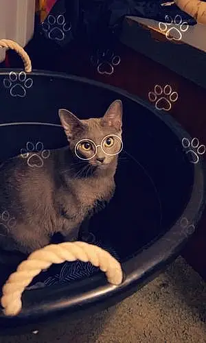 Name Oriental Longhair Cat Ginny