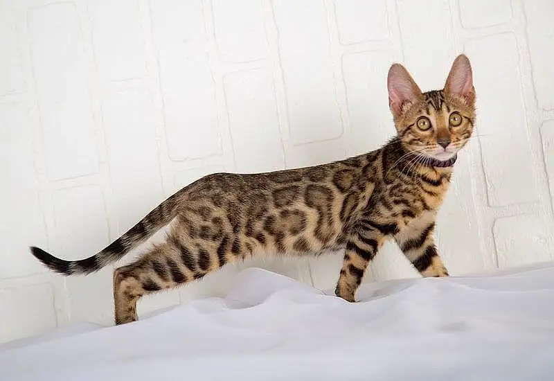 Cat, Felidae, Carnivore, Small To Medium-sized Cats, Whiskers, Terrestrial Animal, Snout, Tail, Snow, Furry friends, Bengal, Comfort
