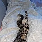 Comfort, Textile, Carnivore, Grey, Fawn, Felidae, Sleeve, Small To Medium-sized Cats, Terrestrial Animal, Whiskers, Tail, Linens, Big Cats, Pattern, Human Leg, Leopard, Furry friends, Paw, Bedding, Jaguar