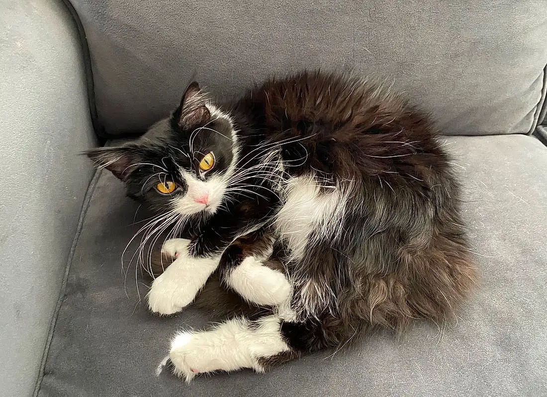 Cat, Window, Felidae, Carnivore, Grey, Small To Medium-sized Cats, Whiskers, Snout, Tail, Paw, Domestic Short-haired Cat, Comfort, Furry friends, Claw, Sitting, Black & White, Automotive Tire, British Longhair