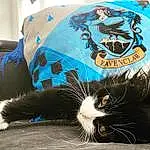 Cat, Felidae, Sleeve, Carnivore, Whiskers, Small To Medium-sized Cats, Grass, Hat, Snout, Bag, Tail, Furry friends, Cap, Comfort, Electric Blue, Fashion Accessory, Domestic Short-haired Cat, Personal Protective Equipment, Logo, Claw