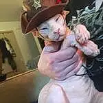 Hat, Zombie, Gesture, Fawn, Picture Frame, Felidae, Art, Trunk, Sun Hat, Toy, Furry friends, Cap, Chest, Abdomen, Flesh, Whiskers, Canidae, Fictional Character, Child, Companion dog