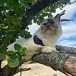 Cat, Eyes, Plant, Felidae, Leaf, Carnivore, Branch, Cloud, Small To Medium-sized Cats, Tree, Wood, Whiskers, Sky, Fawn, Trunk, Snout, Domestic Short-haired Cat, Grass, Furry friends, Twig