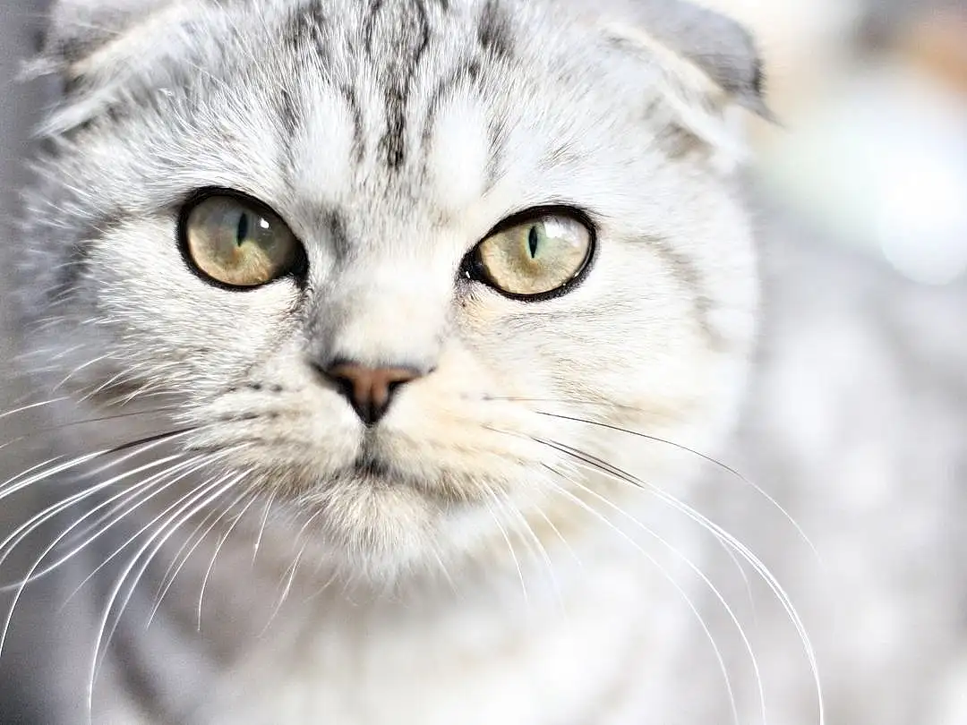 Cat, Window, Carnivore, Felidae, Whiskers, Small To Medium-sized Cats, Snout, Plant, Close-up, Domestic Short-haired Cat, Furry friends, Tree, Scottish Fold, Terrestrial Animal