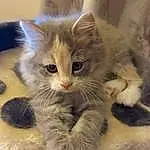 Cat, Felidae, Carnivore, Small To Medium-sized Cats, Whiskers, Fawn, Snout, Tail, Cat Toy, Paw, Domestic Short-haired Cat, Furry friends, Claw, Comfort, Foot