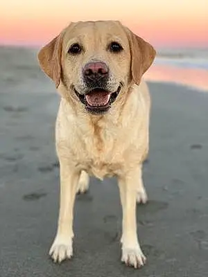 Name Labrador Retriever Dog Lexie