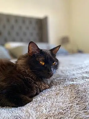 Bombay Cat Mia