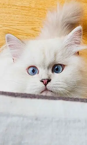 British Shorthair Cat Yuki