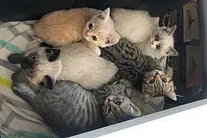 British Shorthair Cat Fur Babies
