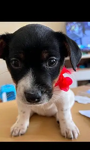 Name Jack Russell Dog Lena