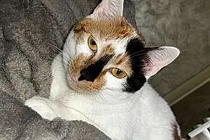 Name American Shorthair Cat Calliope