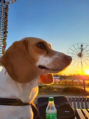 Beagle Dog Gemma