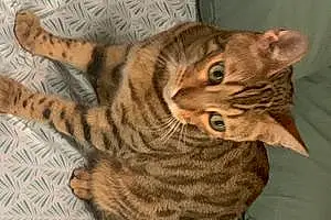 Name Bengal Cat Dasher