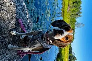 Beagle Dog Bea